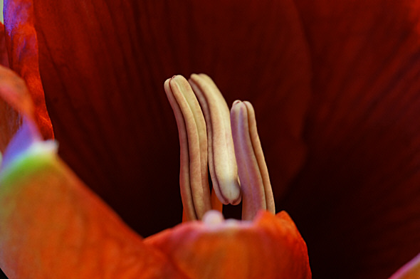 [ Photomicrograph, made by means of a Sony Nex-5N camera equipped with a Hexanon macro objective ]