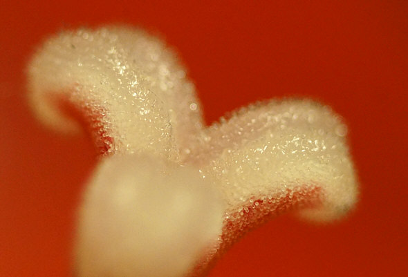 [ Photomicrograph, made by means of a Sony Nex-5N camera equipped with a Hexanon macro objective ]