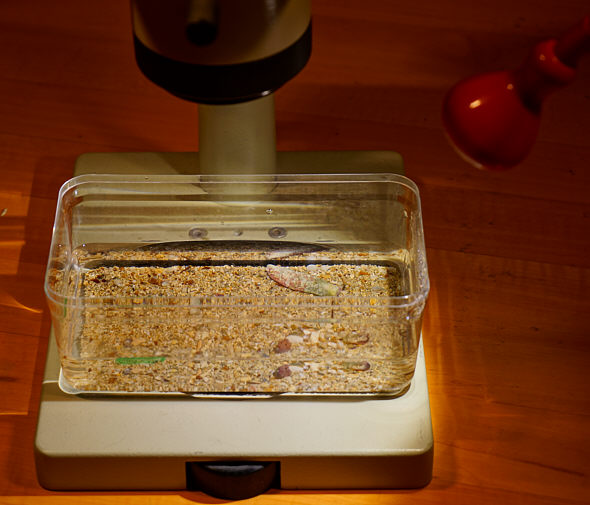 [ Das gro�e Mikroaquarium unter dem Stereomikroskop ]