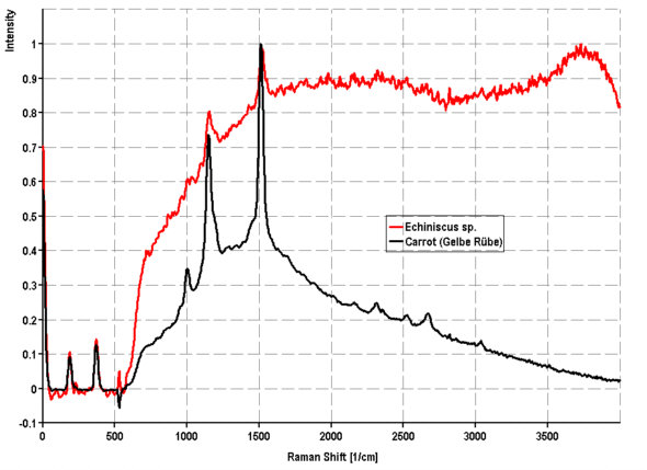 [ Echiniscus tardigrade 'tun' in the Raman spectrometer ]