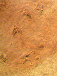 [ Tardigraden: Darminhalt eines Milnesium-B&auml;rtierchens ]