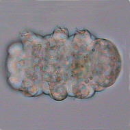 [Trockenform]