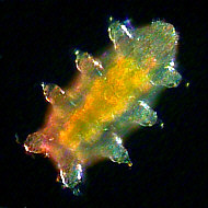 [Echiniscus-B.]
