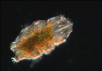 [echiniscus tardigrade jpg]