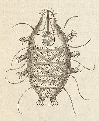 [Echiniscus creplini]