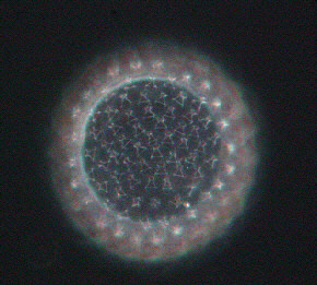 [tardigrade tardigraden ei ]