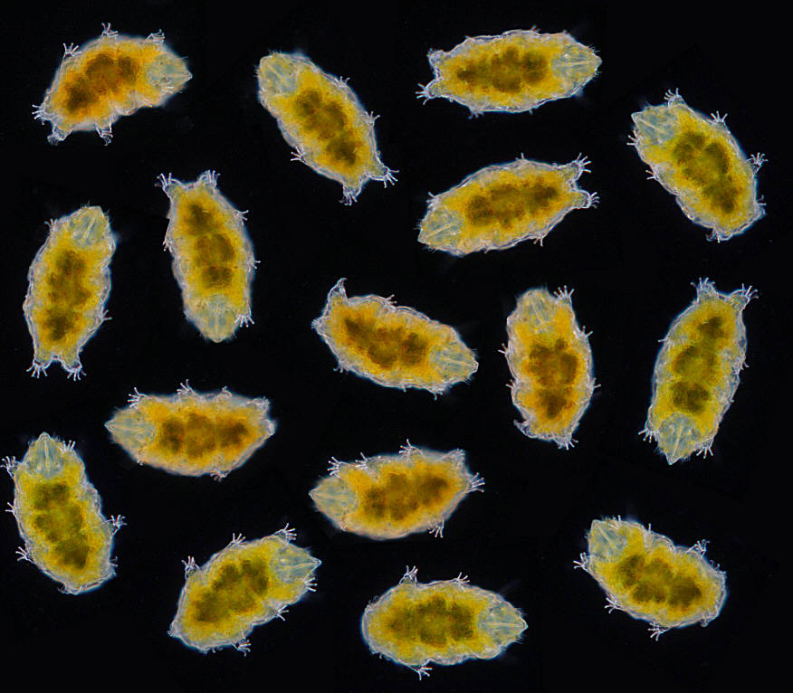[Tardigrades tardigrade water bear  (jpg file, 100 k)]