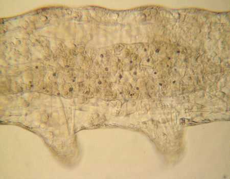 [ Magen-Darm-Bereich eine B&auml;rtierchens ]
