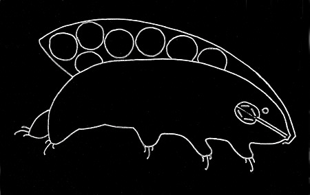 [ Tardigrade, Eih&uuml;lle mitschleppend ]