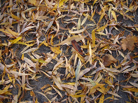 [ Leaves on the pavement of a typical Munich backyard area ]