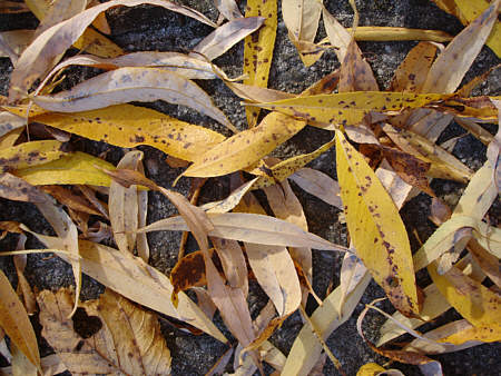 [ Leaves on the pavement of a typical Munich backyard area ]