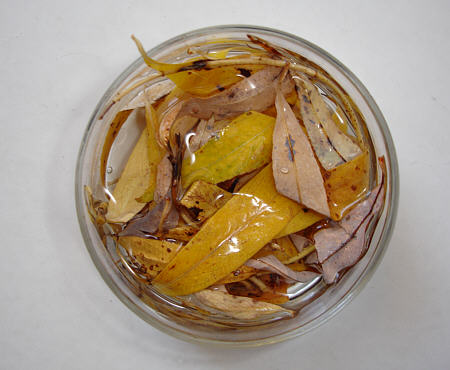 [ Leaves on the pavement of a typical Munich backyard area, immersed in water, in a petri dish ]