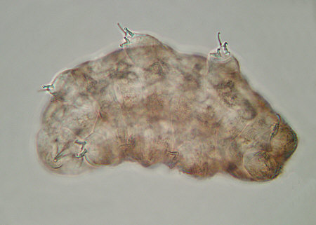 [ Ramazzottius oberhaeuseri ]