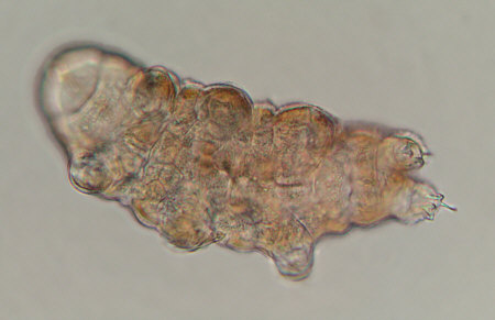 [ Ramazzottius oberhaeuseri ]