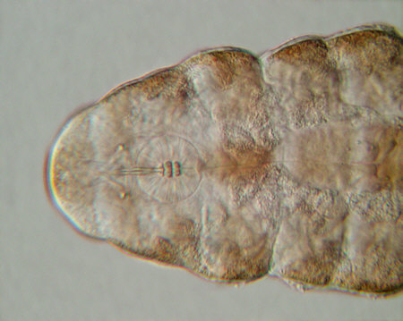 [ Ramazzottius oberhaeuseri ]