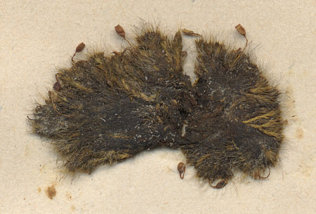 [ Moos-Herbar des Fraters Erhard, Einzelblatt "Grimmia pulvinata", Detail. ]