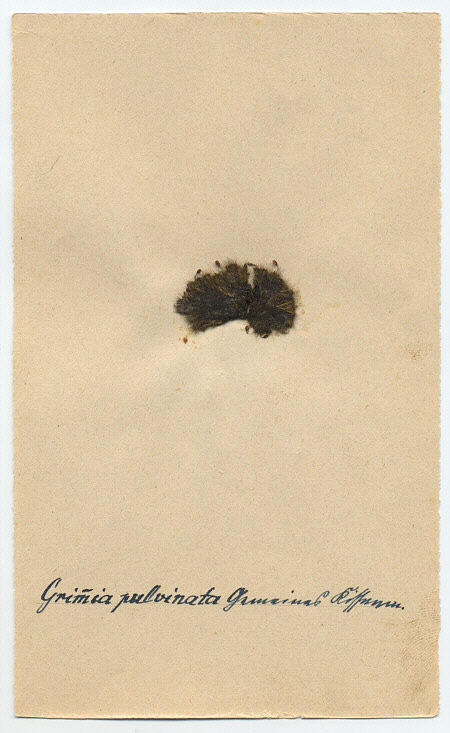 [ Moos-Herbar des Fraters Erhard, Einzelblatt mit der Moosart "Grimmia pulvinata" ]