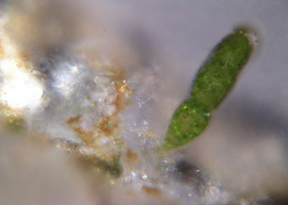 [ Sand grain flora ]