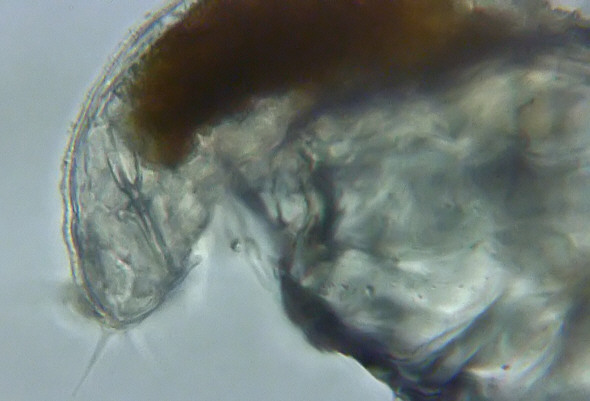 [ Batillipes mirus on sand Sandkorn ]