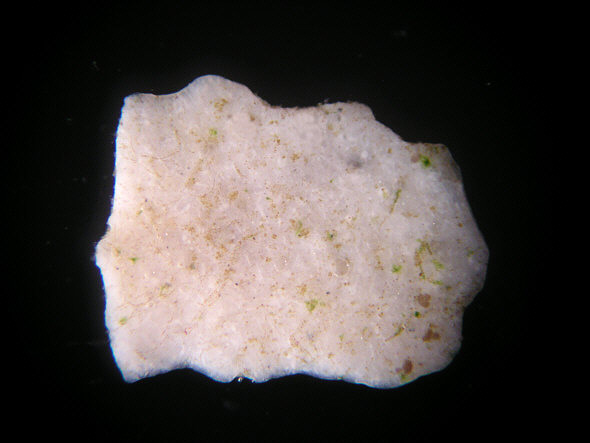 [ Sand grain from the Kiel bay, Germany (Kieler Föhrde) ]