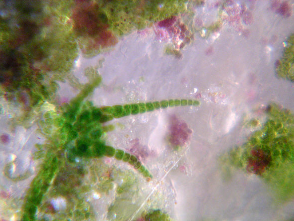 [ Sand grain flora ]