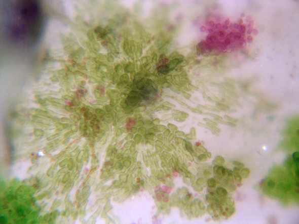 [ Sand grain flora ]