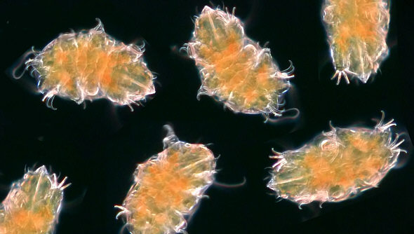 [ Montage Echiniscus tardigrades in movement ]