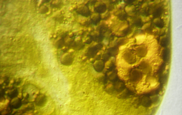 [ Echiniscus tardigrade: disposed stomach/intestine contents ]