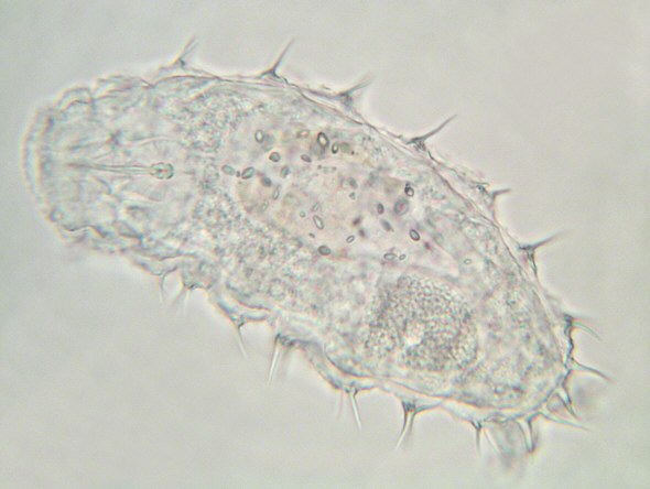 [ Calohypsibius ornatus ]