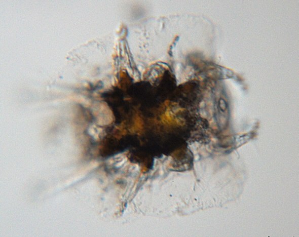 [ Florarctus Weibchen, Totale ]