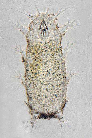 [ Tardigrade from Pag island, Croatia, total view ]