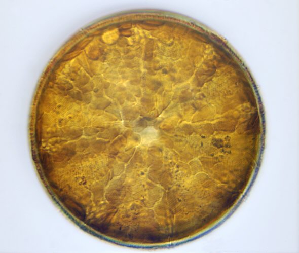 [ Diatom from the Pag sand sample ]