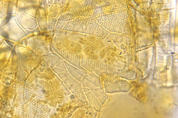 [ diatome from the Pag sand sample ]