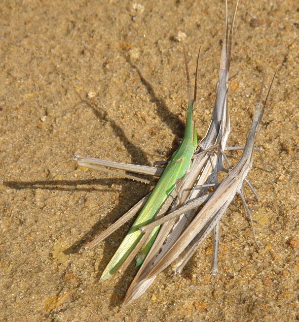 [ A strange grasshopper group ]