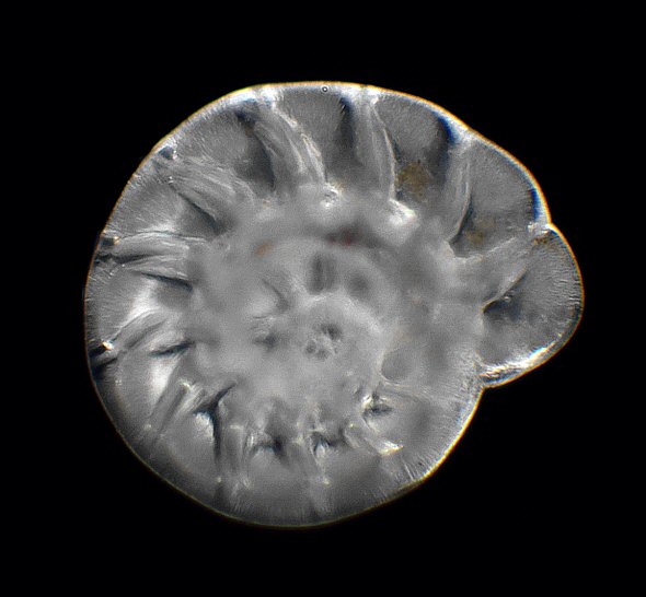 [ Foraminifer housing from a sea sand sample ]