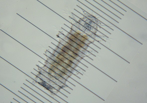 [ marine tardigrade, as seen under the dissecting microscope ]