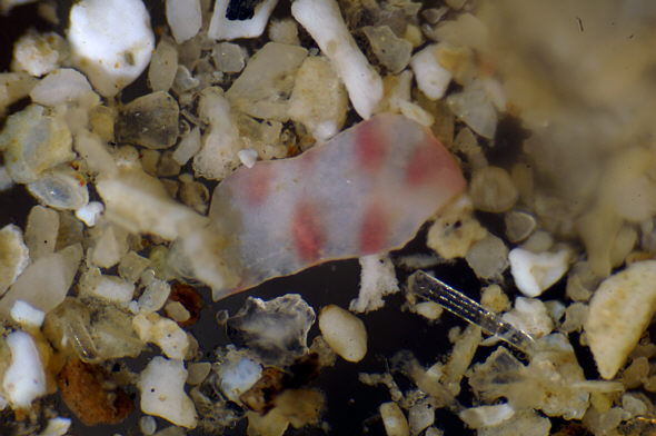 [ Photograph taken by means of the BTC BIM135T microscope ]