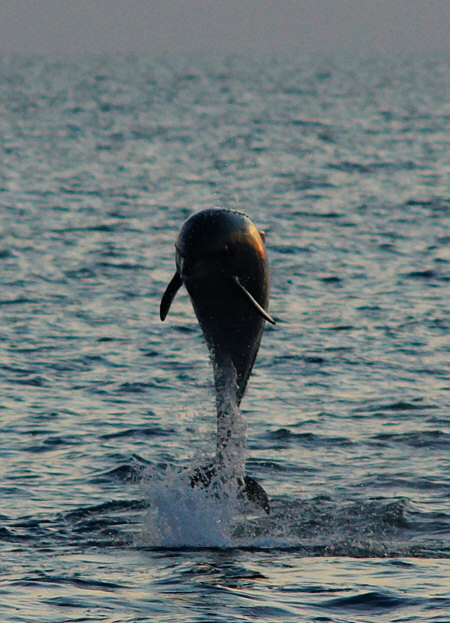 [ Dolphin in the Northern Adriatic Sea, near Rovinj, Croatia ]