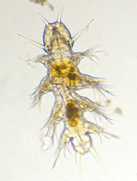 [ Polychaete, from the Adriatic Sea ]