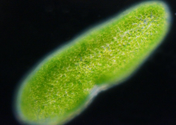 [ Green ciliate from the Adriatic Sea ]