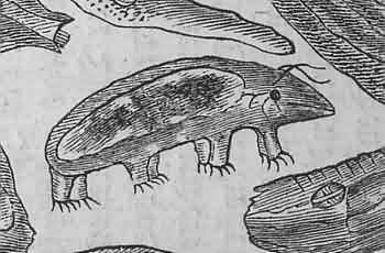 [tardigrades, B&auml;rtierchen]