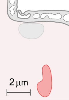 [tardigrades, eye lens]