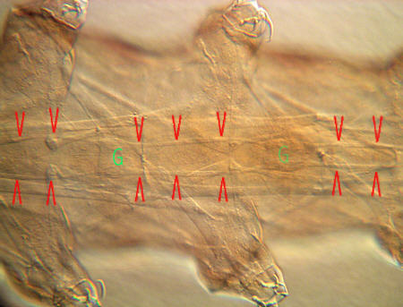 [ Tardigrada, tardigrades; nerves and muscles ]