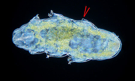[ B&auml;rtierchen (Tardigrada), Behinderungen ]
