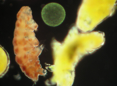 [ tardigrades and alga ]