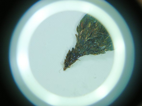 [ loupe with diffuse LED light ]