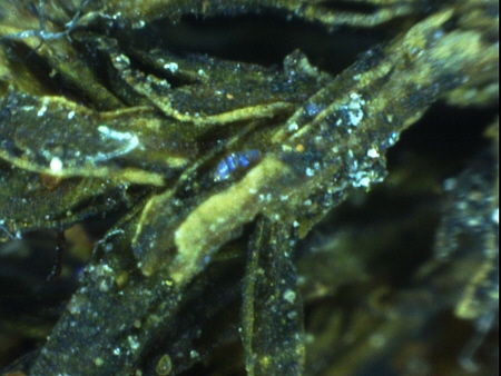 [ Echiniscus tardigrade in LED light ]