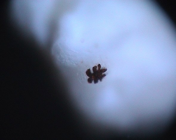 [ maritimes B&auml;rtierchen ]