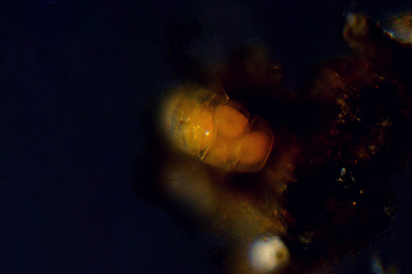 [ Tardigrades - egg deposit ]