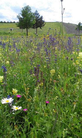 [ The Munich BUGA area in 2015, 10 years after its creation in 2005 ]